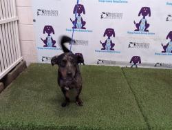 Shelter Stray Male Dog last seen , 2769 Conroy Rd, Orlando, FL 32839, USA