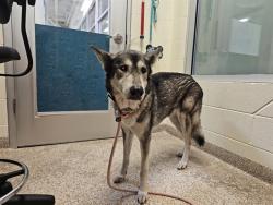 Shelter Stray Female Dog last seen Near BLOCK ST LOUIS AVE, PUEBLO CO 81004, 4600 Eagleridge Pl, Pueblo, CO 81008, USA