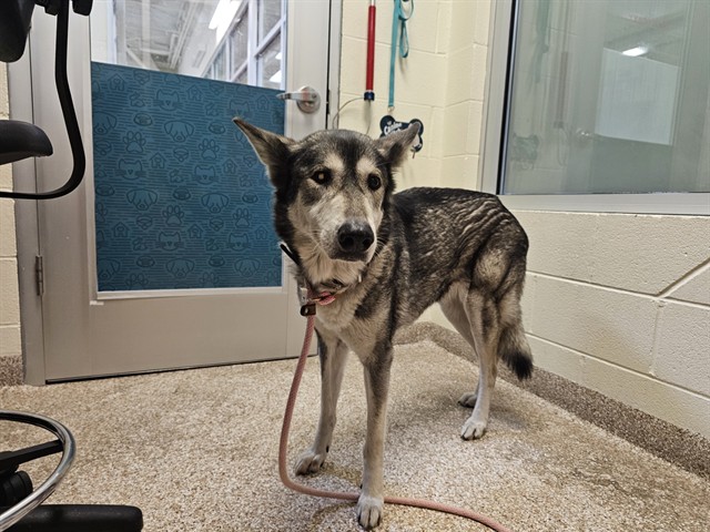 Shelter Stray Female Dog last seen Near BLOCK ST LOUIS AVE, PUEBLO CO 81004, 4600 Eagleridge Pl, Pueblo, CO 81008, USA