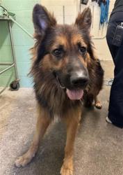 Shelter Stray Male Dog last seen FREEPORT BLVD & BLAIR AVE, 2127 Front St, Sacramento, CA 95818, USA