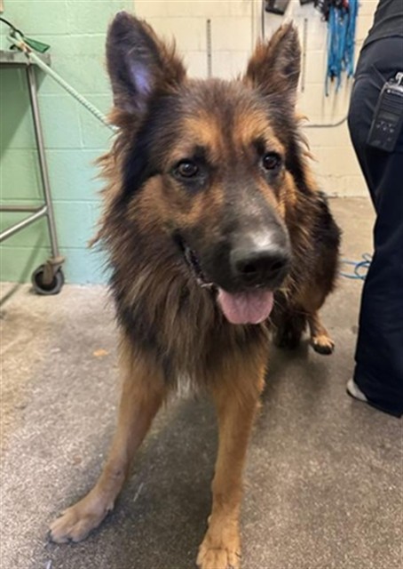 Shelter Stray Male Dog last seen FREEPORT BLVD & BLAIR AVE, 2127 Front St, Sacramento, CA 95818, USA