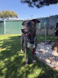 Shelter Stray Female Dog last seen 6TH ST X N WATERMAN AVE, 333 Chandler Pl, San Bernardino, CA 92408, USA