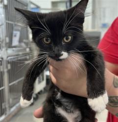 Shelter Stray Female Cat last seen W 2ND ST & N I ST, SAN BERNARDINO, CA, 92410, USA, 333 Chandler Pl, San Bernardino, CA 92408, USA