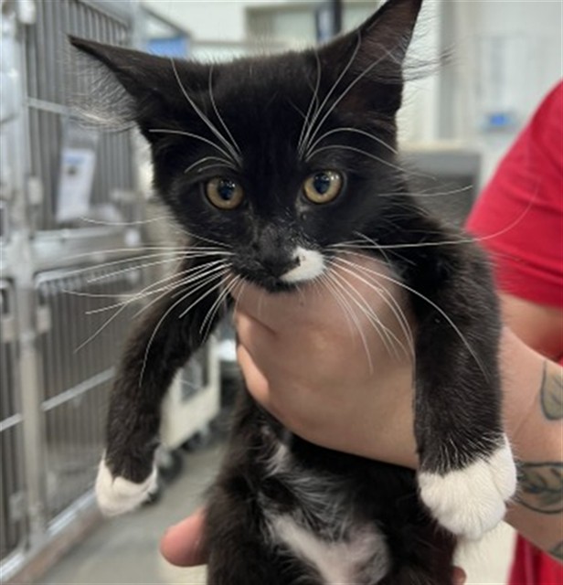Shelter Stray Female Cat last seen W 2ND ST & N I ST, SAN BERNARDINO, CA, 92410, USA, 333 Chandler Pl, San Bernardino, CA 92408, USA