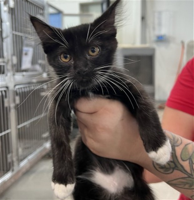 Shelter Stray Male Cat last seen W 2ND ST & N I ST, SAN BERNARDINO, CA, 92410, USA, 333 Chandler Pl, San Bernardino, CA 92408, USA