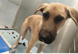 Shelter Stray Male Dog last seen , 4275 Elton St, Baldwin Park, CA 91706, USA