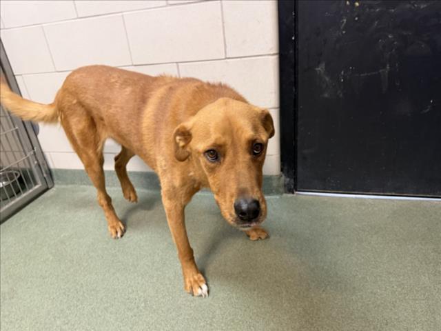 Shelter Stray Male Dog last seen Near BLOCK ASH ST, SANTA FE, 100 Caja Del Rio Rd, Santa Fe, NM 87507, USA