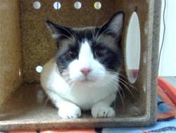 Shelter Stray Male Cat last seen Near BLOCK SHERIDAN BLVD BERKELEY CO, 1241 W Bayaud Ave, Denver, CO 80223, USA