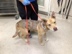 Shelter Stray Male Dog last seen VAN BUREN BLVD/ ETIWANDA AVE, JURUPA VALLEY 91752, 6851 Van Buren Boulevard, Jurupa Valley, CA 92509, USA