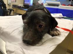 Shelter Stray Male Dog last seen Near BLOCK NEWCASTLE ST, JURUPA VALLEY, CA, 6851 Van Buren Boulevard, Jurupa Valley, CA 92509, USA