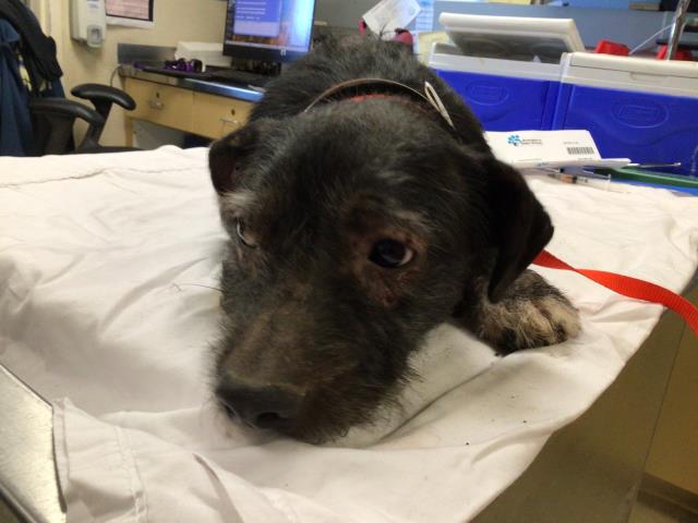 Shelter Stray Male Dog last seen Near BLOCK NEWCASTLE ST, JURUPA VALLEY, CA, 6851 Van Buren Boulevard, Jurupa Valley, CA 92509, USA