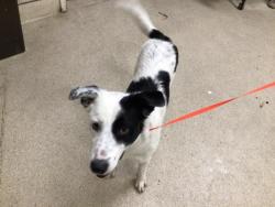 Shelter Stray Male Dog last seen VAN BUREN AND ETIWANDA, RIVERSIDE, CA, 6851 Van Buren Boulevard, Jurupa Valley, CA 92509, USA