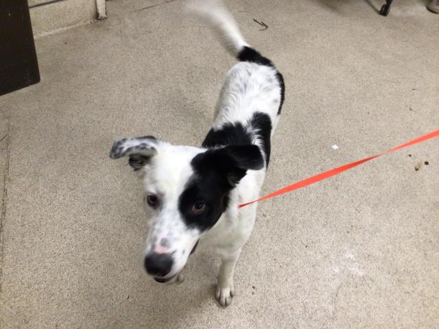 Shelter Stray Male Dog last seen VAN BUREN AND ETIWANDA, RIVERSIDE, CA, 6851 Van Buren Boulevard, Jurupa Valley, CA 92509, USA
