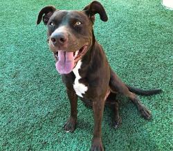 Shelter Stray Male Dog last seen Near BLOCK E MONTECITO AVE, FRESNO CA 93702 3336, 5277 E Airways Blvd, Fresno, CA 93727, USA