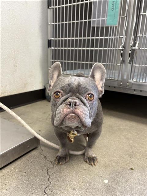 Shelter Stray Female Dog last seen Near BLOCK E LEWIS AVE, FRESNO CA 93701 1038, 5277 E Airways Blvd, Fresno, CA 93727, USA