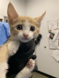 Shelter Stray Female Cat last seen Near BLOCK E SHIELDS AVE, FRESNO CA 93726 6621, 5277 E Airways Blvd, Fresno, CA 93727, USA