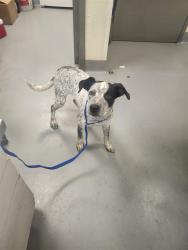 Shelter Stray Male Dog last seen Near BLOCK PACHEA TRL, HEMET CA 92544, 581 S Grand Ave, San Jacinto, CA 92582, USA