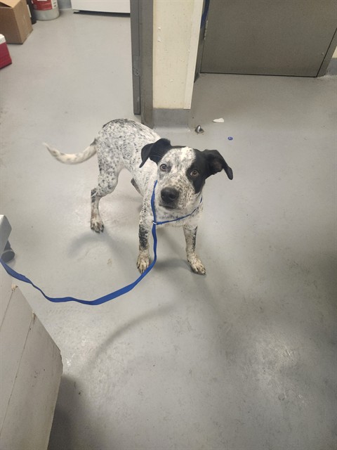 Shelter Stray Male Dog last seen Near BLOCK PACHEA TRL, HEMET CA 92544, 581 S Grand Ave, San Jacinto, CA 92582, USA