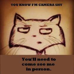 Shelter Stray Female Cat last seen Near BLOCK S PERSHING AVE, WICHITA KS 67218, 3303 N Hillside St, Wichita, KS 67219, USA
