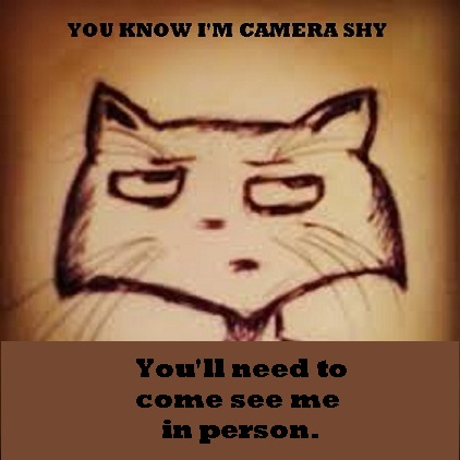 Shelter Stray Female Cat last seen Near BLOCK S PERSHING AVE, WICHITA KS 67218, 3303 N Hillside St, Wichita, KS 67219, USA