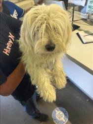 Shelter Stray Male Dog last seen , 1850 W 60th St, Los Angeles, CA 90047, USA