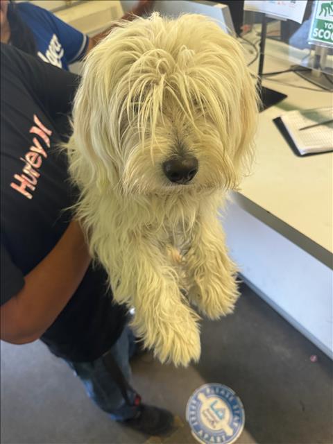 Shelter Stray Male Dog last seen , 1850 W 60th St, Los Angeles, CA 90047, USA