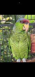 Lost Male Bird last seen Raven and market, San Diego, CA 92102