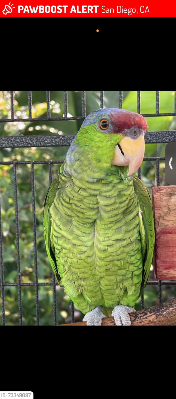 Lost Male Bird last seen Raven and market, San Diego, CA 92102