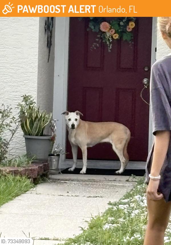Found/Stray Female Dog last seen Rensselaer Rd., Orlando, FL 32826