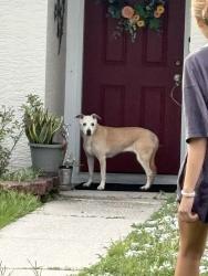 Found/Stray Female Dog last seen Rensselaer Rd., Orlando, FL 32826