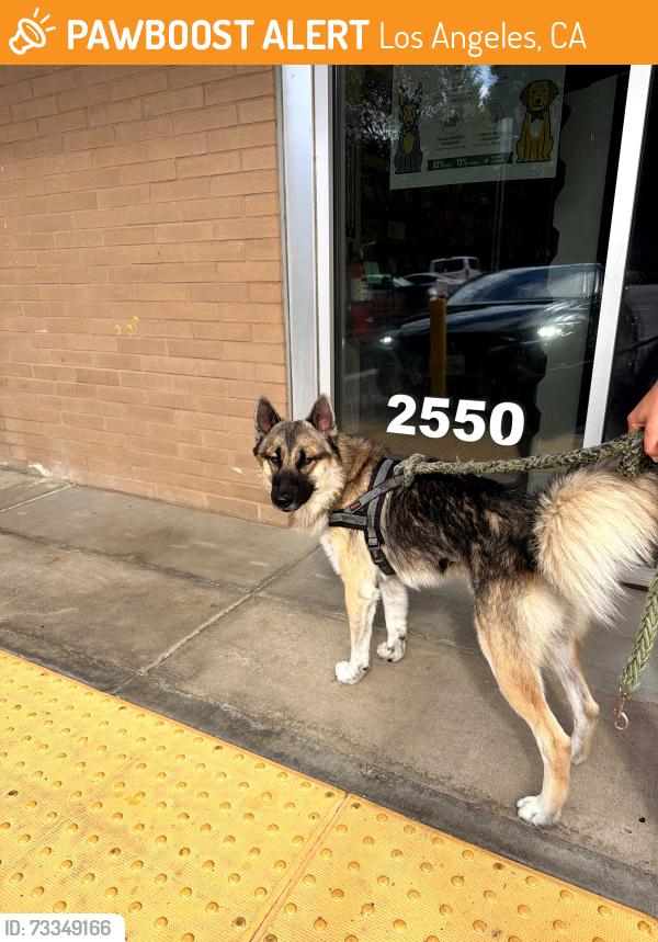 Found/Stray Male Dog last seen While Foods, Los Angeles, CA 90026