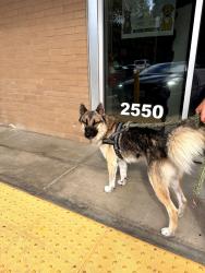Found/Stray Male Dog last seen While Foods, Los Angeles, CA 90026