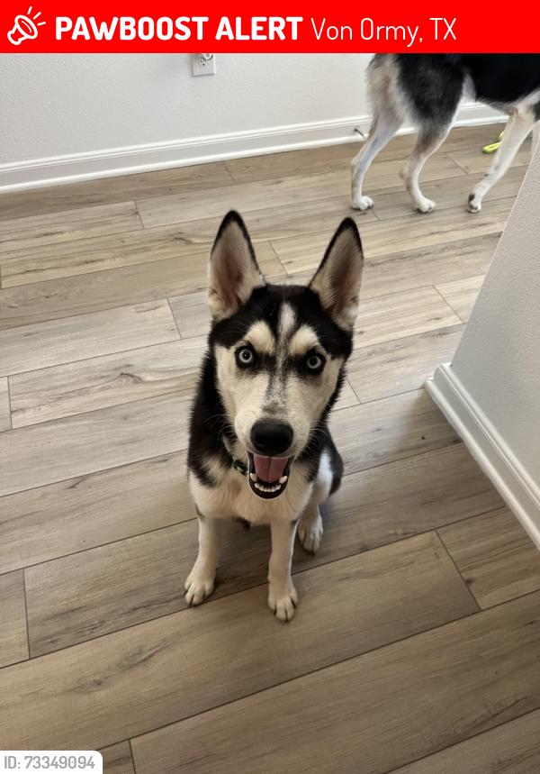 Lost Male Dog last seen Near telfaire meadow Von Ormy Tx 78073, Von Ormy, TX 78073