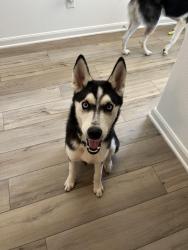 Lost Male Dog last seen Near telfaire meadow Von Ormy Tx 78073, Von Ormy, TX 78073