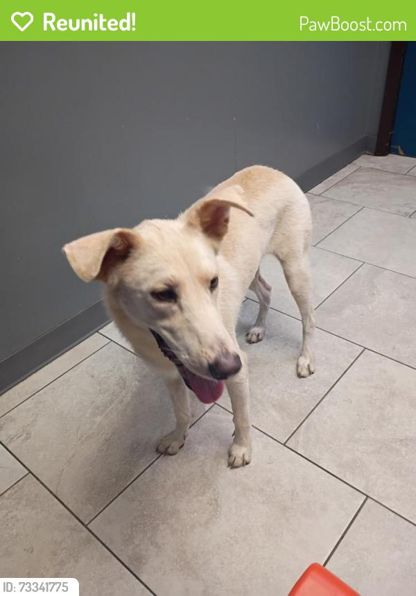 Reunited Female Dog last seen Near and Preston, Pasadena, TX 77503