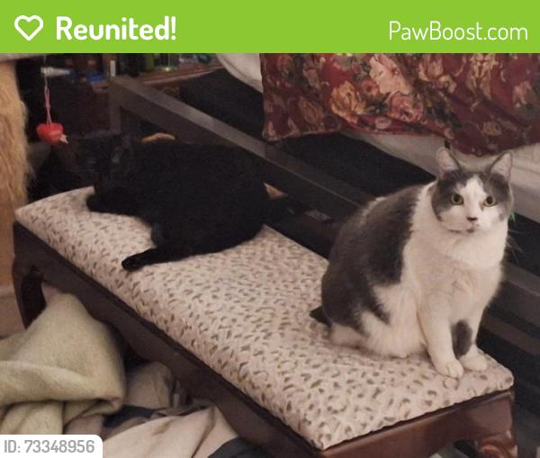 Reunited Female Cat last seen Forest and Highland Ave, Valley Park, MO 63088