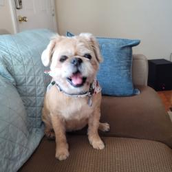 Reunited Female Dog last seen Between Folks and Hanover Roads, Hanover, MI 49241