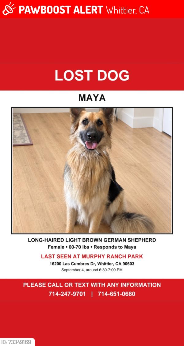 Lost Female Dog last seen Murphy ranch park, Whittier, CA 90603