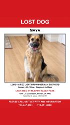 Lost Female Dog last seen Murphy ranch park, Whittier, CA 90603