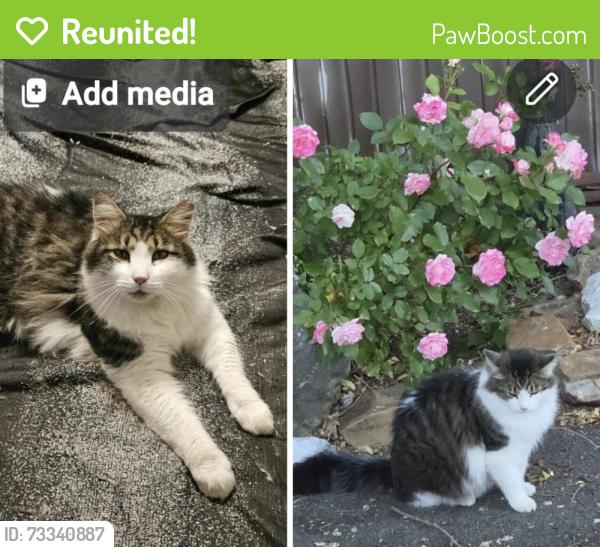 Reunited Unknown Cat last seen Midway, Port Charlotte, FL 33948