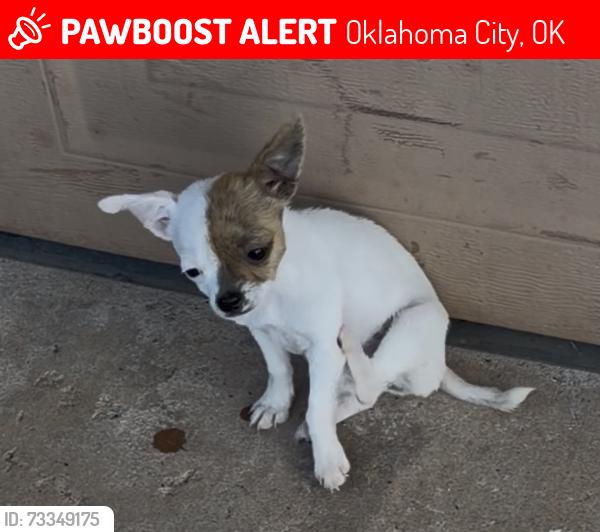 Lost Female Dog last seen Sw 62nd st, Oklahoma City, OK 73159