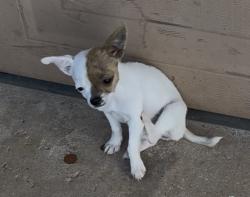 Lost Female Dog last seen Sw 62nd st, Oklahoma City, OK 73159