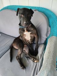 Lost Male Dog last seen Nova road, Port Orange, FL 32127
