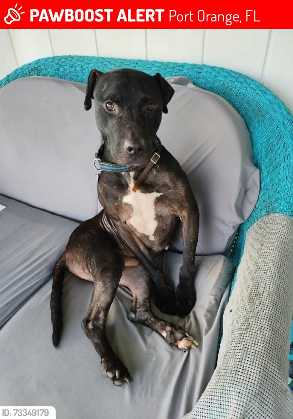 Lost Male Dog last seen Nova road, Port Orange, FL 32127
