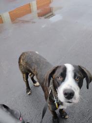 Lost Male Dog last seen 60th Agnes, Kansas City, MO 64130