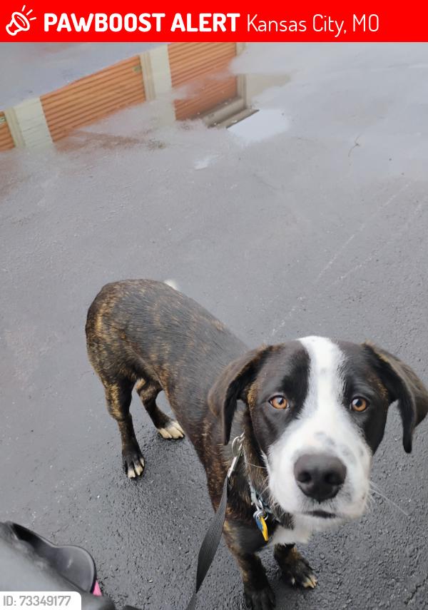 Lost Male Dog last seen 60th Agnes, Kansas City, MO 64130