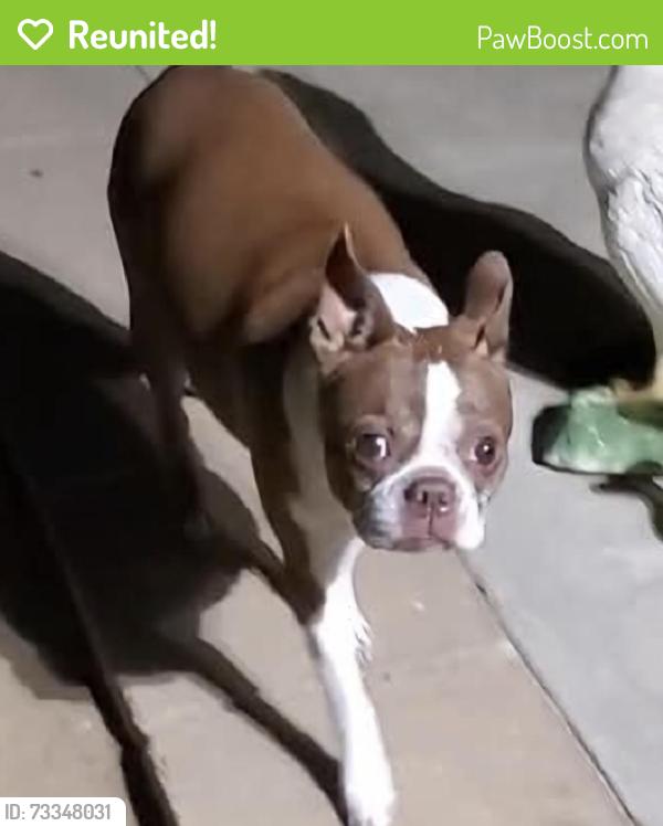 Reunited Female Dog last seen Frontier trail and Overland Trail, Cherry Valley, CA 92223
