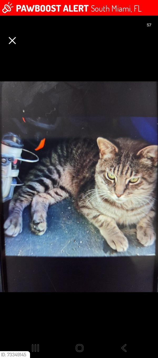 Lost Male Cat last seen Near Sunset Dr South Miami Fl 33143, South Miami, FL 33143