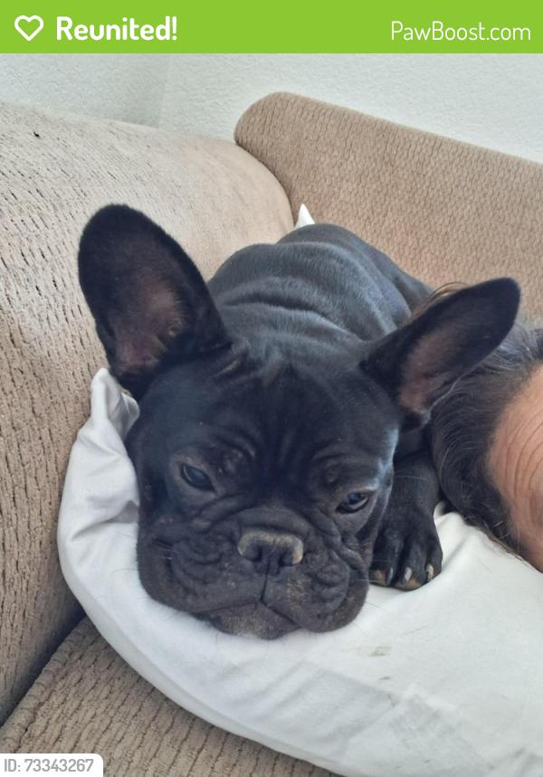 Reunited Female Dog last seen 79th ave and Thunderbird, Peoria, AZ 85381