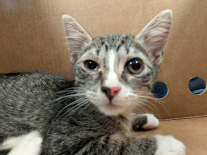 Shelter Stray Female Cat last seen Near Fairburn Road SW, Atlanta, GA, 1251 Fulton Industrial Blvd NW, Atlanta, GA 30336, USA